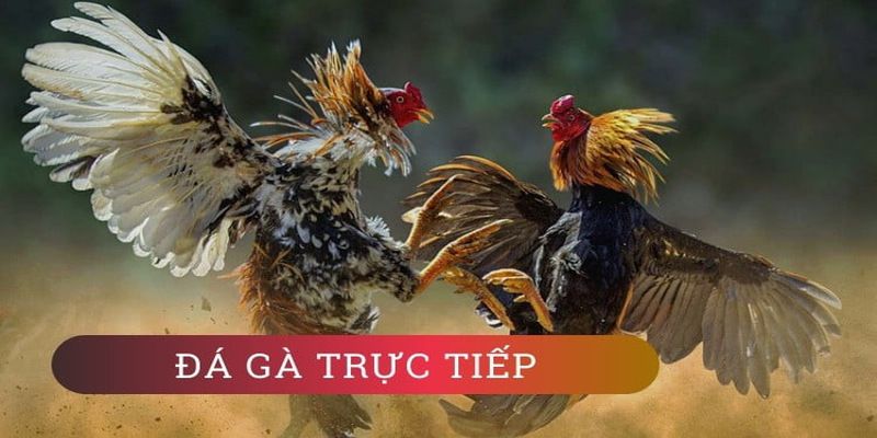 Thông tin thư viện trò chơi trực tuyến cấp Mu88 - Mu88