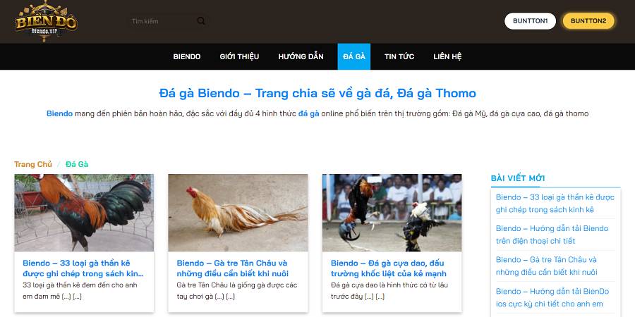 Làm thế nào để đăng nhập vào Okking, đăng ký và tham gia các cuộc thi đá gà trực tiếp trên SVV388? - Okking